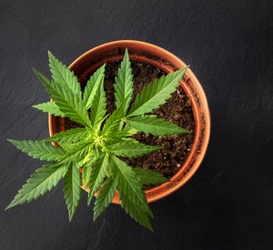 Topf mit Cannabispflanze