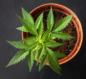Topf mit Cannabispflanze